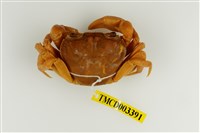 藏品(拉氏清溪蟹)的圖片